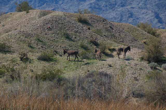 burros in Topock Gorge